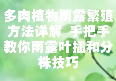 多肉植物雨露繁殖方法详解 手把手教你雨露叶插和分株技巧
