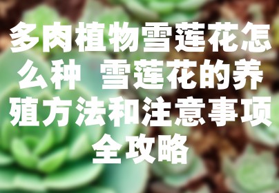 多肉植物雪莲花怎么种 雪莲花的养殖方法和注意事项全攻略