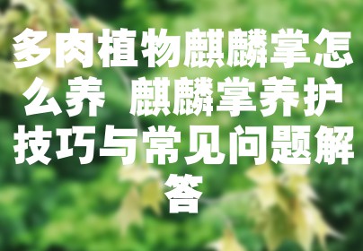 多肉植物麒麟掌怎么养 麒麟掌养护技巧与常见问题解答