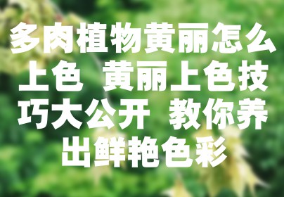 多肉植物黄丽怎么上色 黄丽上色技巧大公开 教你养出鲜艳色彩