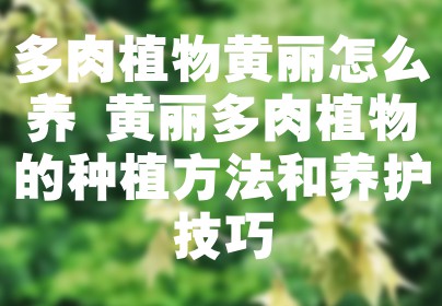 多肉植物黄丽怎么养 黄丽多肉植物的种植方法和养护技巧