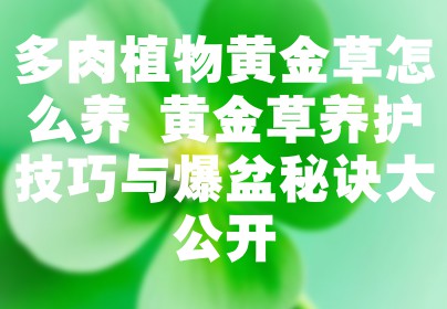 多肉植物黄金草怎么养 黄金草养护技巧与爆盆秘诀大公开