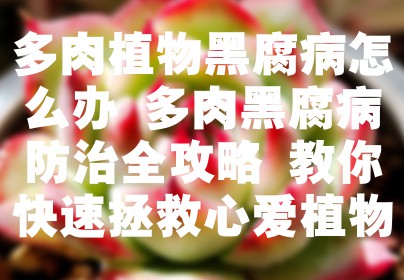 多肉植物黑腐病怎么办 多肉黑腐病防治全攻略 教你快速拯救心爱植物