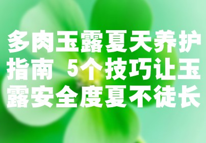 多肉玉露夏天养护指南 5个技巧让玉露安全度夏不徒长