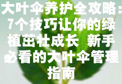 大叶伞养护全攻略：7个技巧让你的绿植茁壮成长 新手必看的大叶伞管理指南