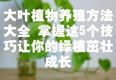 大叶植物养殖方法大全 掌握这5个技巧让你的绿植茁壮成长