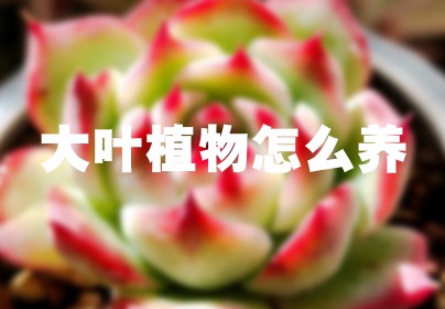 大叶植物怎么养