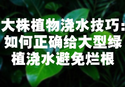 大株植物浇水技巧：如何正确给大型绿植浇水避免烂根