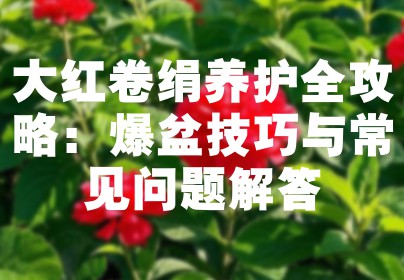 大红卷绢养护全攻略：爆盆技巧与常见问题解答