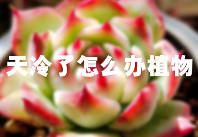 天冷了怎么办植物