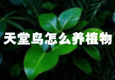 天堂鸟怎么养植物