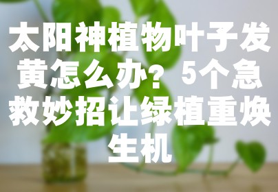 太阳神植物叶子发黄怎么办？5个急救妙招让绿植重焕生机