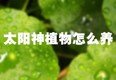 太阳神植物怎么养