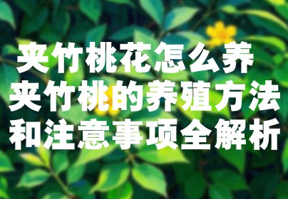 夹竹桃花怎么养 夹竹桃的养殖方法和注意事项全解析