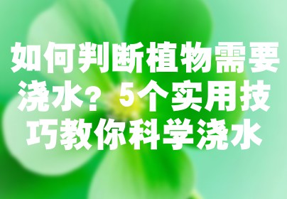 如何判断植物需要浇水？5个实用技巧教你科学浇水