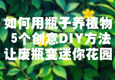 如何用瓶子养植物 5个创意DIY方法让废瓶变迷你花园