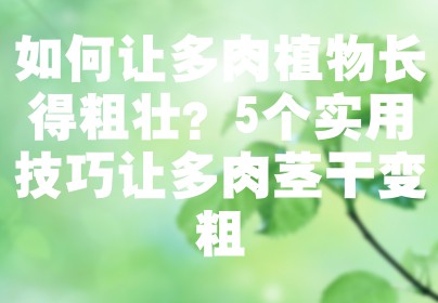 如何让多肉植物长得粗壮？5个实用技巧让多肉茎干变粗