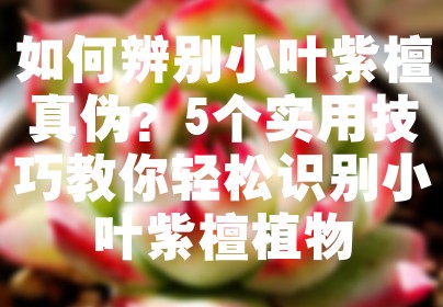 如何辨别小叶紫檀真伪？5个实用技巧教你轻松识别小叶紫檀植物