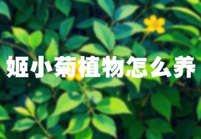 姬小菊植物怎么养
