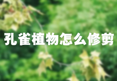 孔雀植物怎么修剪