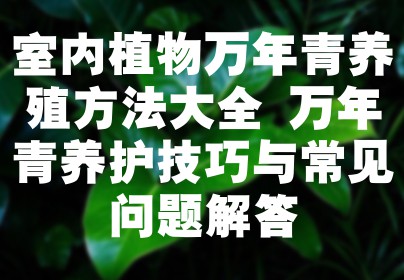 室内植物万年青养殖方法大全 万年青养护技巧与常见问题解答