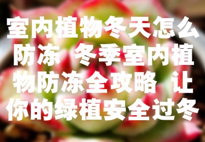 室内植物冬天怎么防冻 冬季室内植物防冻全攻略 让你的绿植安全过冬