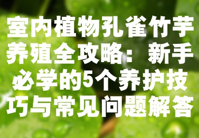 室内植物孔雀竹芋养殖全攻略：新手必学的5个养护技巧与常见问题解答