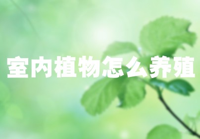 室内植物怎么养殖