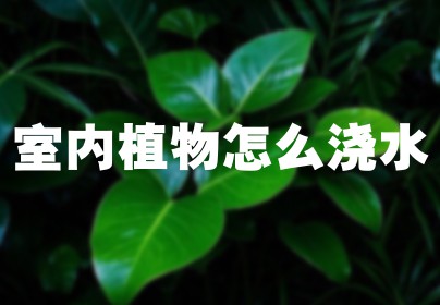 室内植物怎么浇水