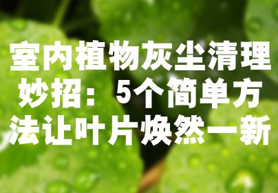 室内植物灰尘清理妙招：5个简单方法让叶片焕然一新