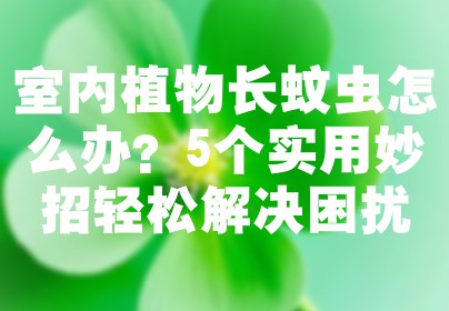 室内植物长蚊虫怎么办？5个实用妙招轻松解决困扰