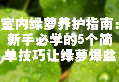 室内绿萝养护指南：新手必学的5个简单技巧让绿萝爆盆