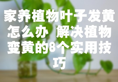家养植物叶子发黄怎么办 解决植物变黄的8个实用技巧