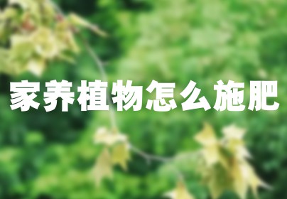 家养植物怎么施肥
