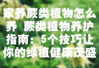家养蕨类植物怎么养 蕨类植物养护指南：5个技巧让你的绿植健康茂盛