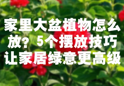 家里大盆植物怎么放？5个摆放技巧让家居绿意更高级