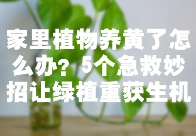 家里植物养黄了怎么办？5个急救妙招让绿植重获生机