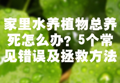 家里水养植物总养死怎么办？5个常见错误及拯救方法