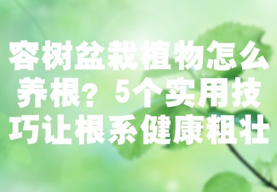 容树盆栽植物怎么养根？5个实用技巧让根系健康粗壮