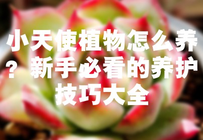小天使植物怎么养？新手必看的养护技巧大全