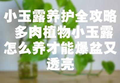 小玉露养护全攻略 多肉植物小玉露怎么养才能爆盆又透亮