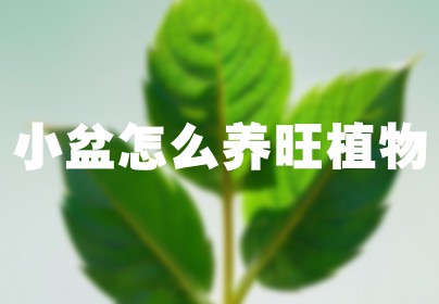 小盆怎么养旺植物