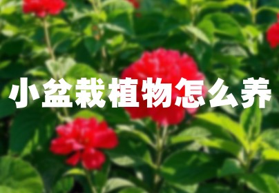 小盆栽植物怎么养
