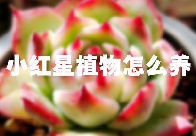 小红星植物怎么养
