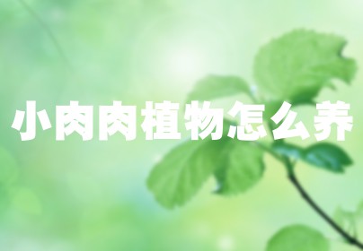 小肉肉植物怎么养