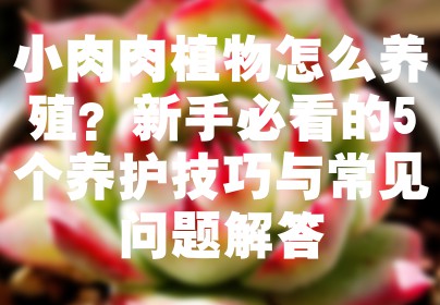 小肉肉植物怎么养殖？新手必看的5个养护技巧与常见问题解答
