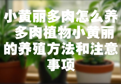小黄丽多肉怎么养 多肉植物小黄丽的养殖方法和注意事项