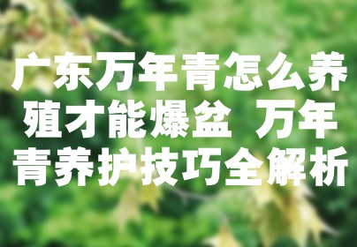 广东万年青怎么养殖才能爆盆 万年青养护技巧全解析
