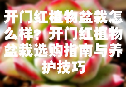 开门红植物盆栽怎么样？开门红植物盆栽选购指南与养护技巧