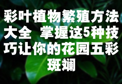 彩叶植物繁殖方法大全 掌握这5种技巧让你的花园五彩斑斓